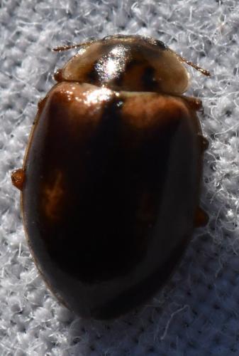Aphidecta obliterata